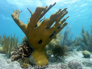 I found the same coral stand I took a picture of a year a... by Lisa Hinderlider 